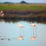 Fiordo Corallo Villa *